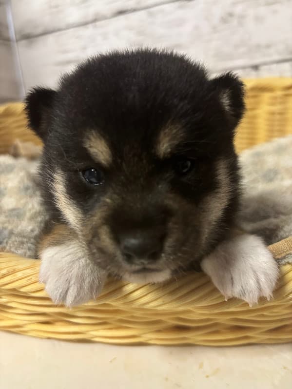 販売中の子犬サムネイル