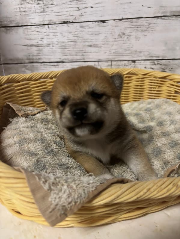 販売中の子犬サムネイル