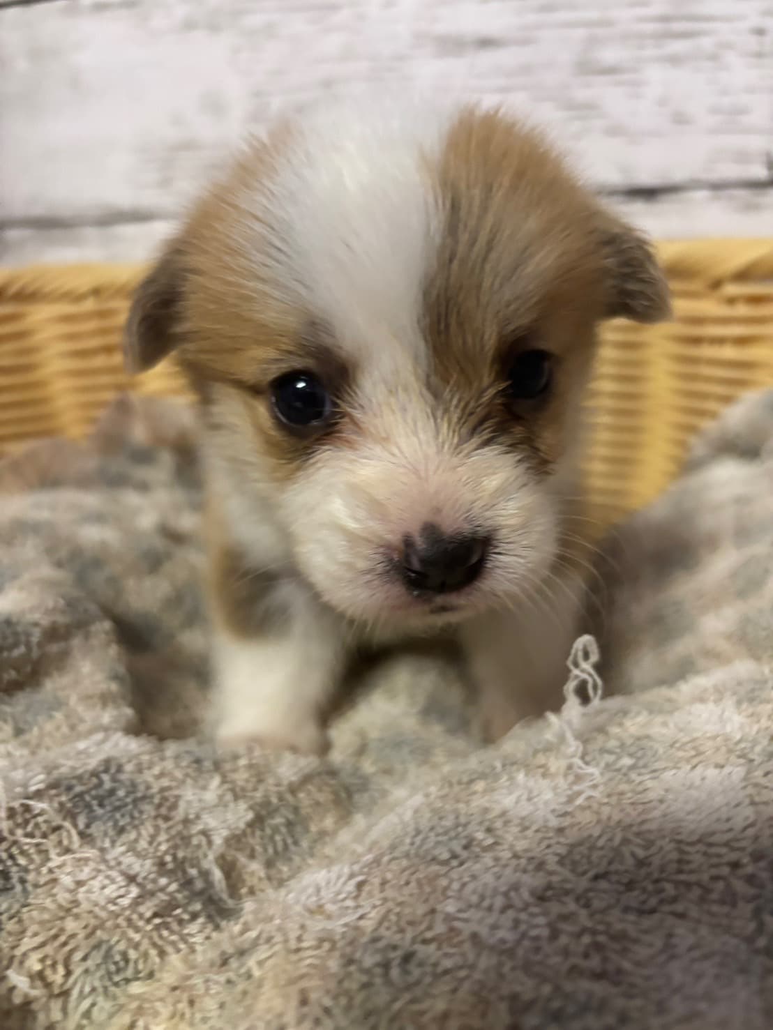 販売中の子犬サムネイル