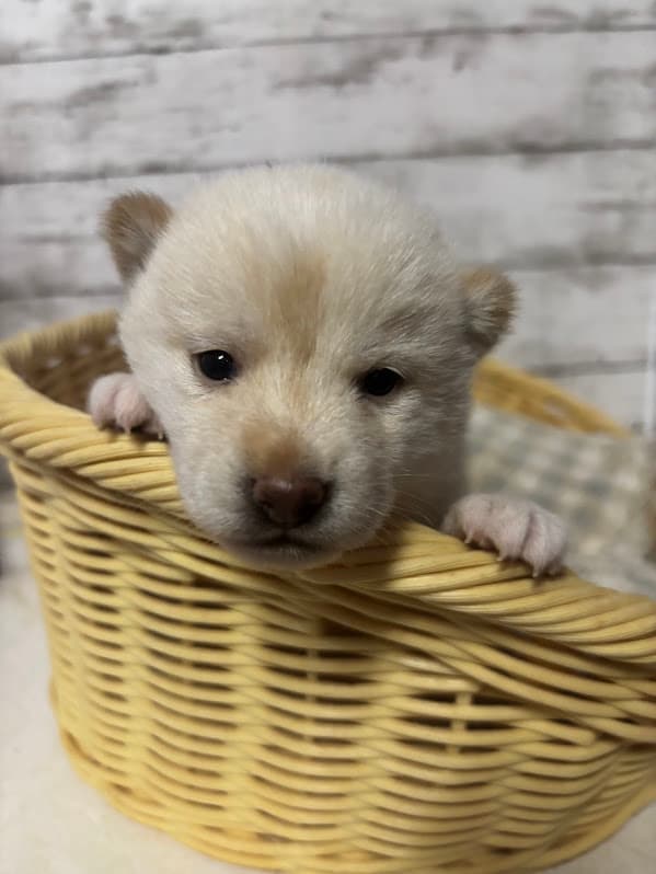 販売中の子犬サムネイル