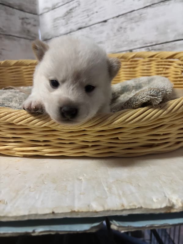 販売中の子犬サムネイル